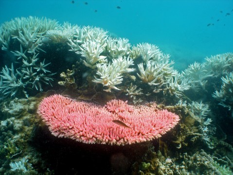Australia’s Great Barrier Reef suffers most extensive coral bleaching