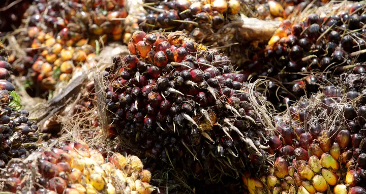 The palm oil paradox: What Asia can learn from Gabon