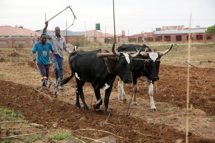 Agriculture could be Zimbabwe’s way out of the dark