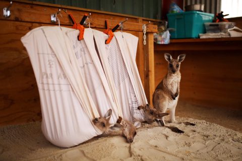 About 3 billion animals harmed in Australian bushfires, WWF says