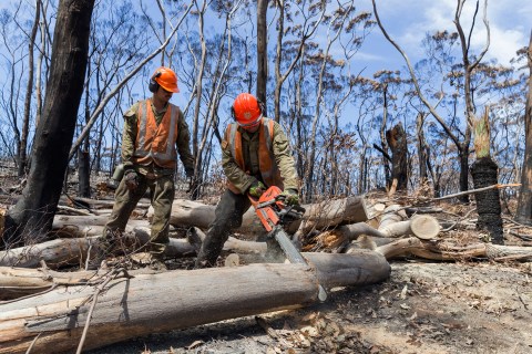 UK’s Kew Gardens to help protect Australia’s plants after wildfires