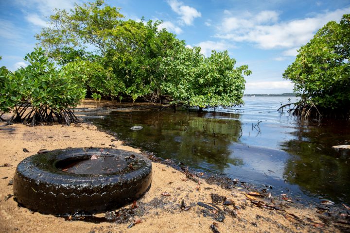 Mauritius oil clean-up team turns focus from sea to mangroves