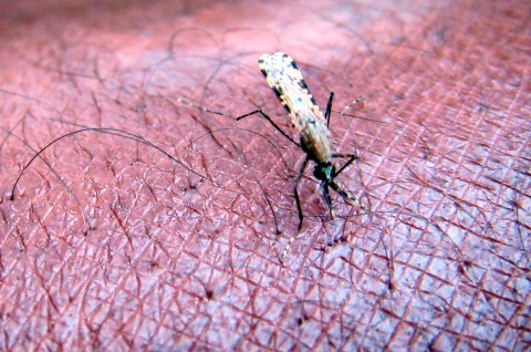 Beware Easter malaria, health authorities warn