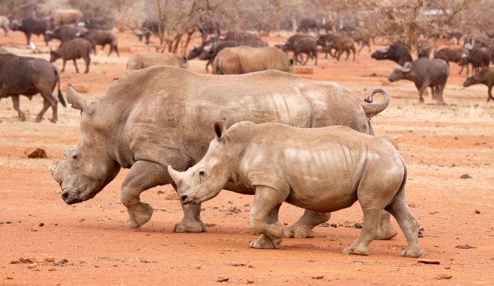 Leonardo’s sailors: Seeking new solutions to SA’s rhino poaching crisis