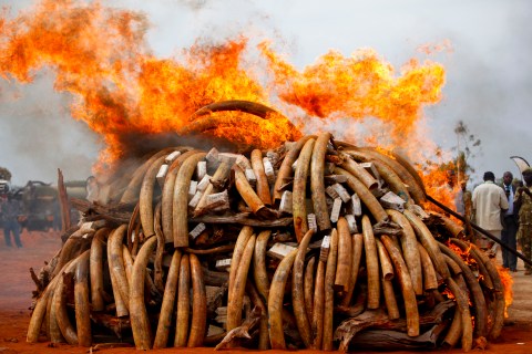Nearly 100 elephants killed for ivory in Botswana