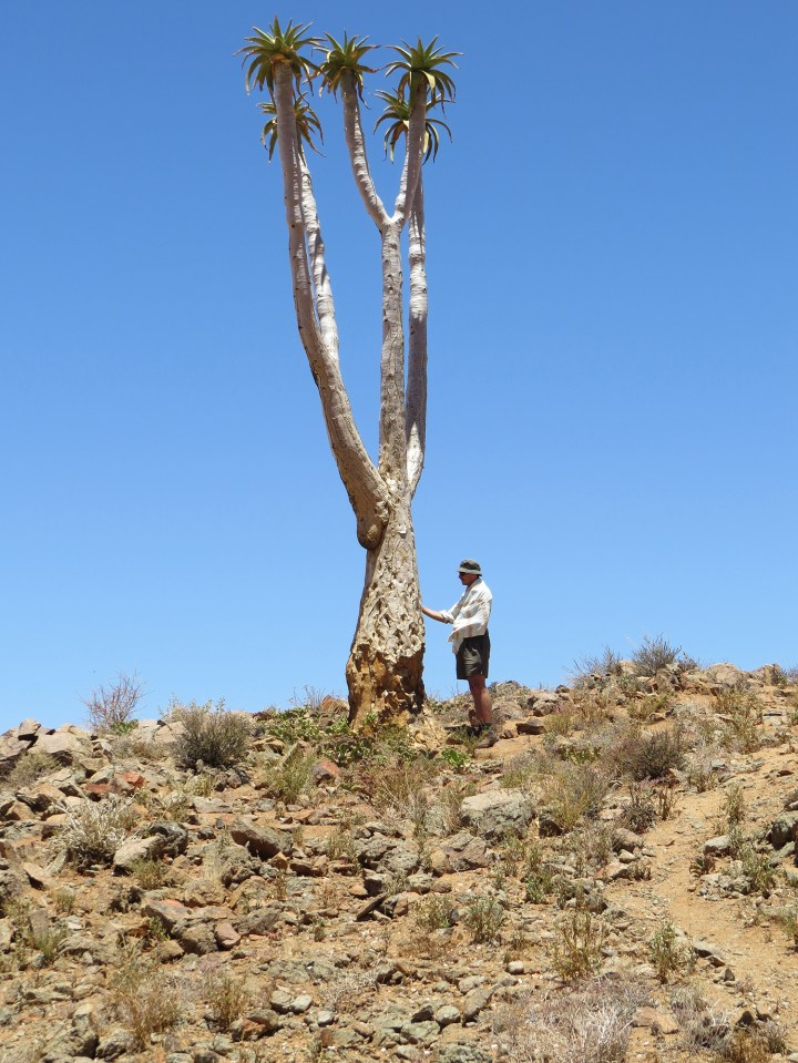 A botanist watches evolution and extinction play out in Richtersveld