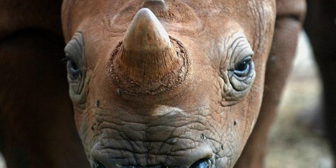 South Africa pushes for trade in endangered wildlife