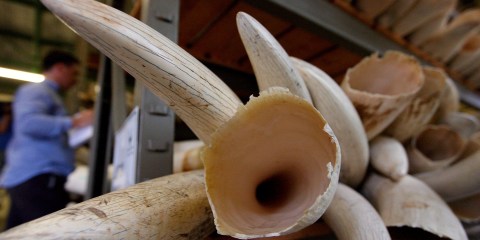 To trade or not to trade? The ivory question