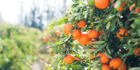 Agricultural rebound: South Africa’s citrus exports heading for a record year