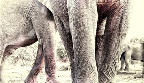 Op-Ed: Molewa takes aim at wild elephants