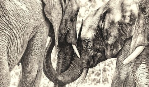 The elephant emergency: Summit to be held in Botswana