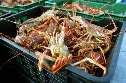 The West Coast Rock Lobster stock is a vital asset that needs to be rebuilt