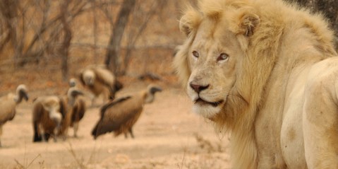 The way of the white lion: Sacred sites as shock therapy for the broken natural world