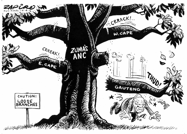 Zuma’s ANC – Caution: Loose Branches
