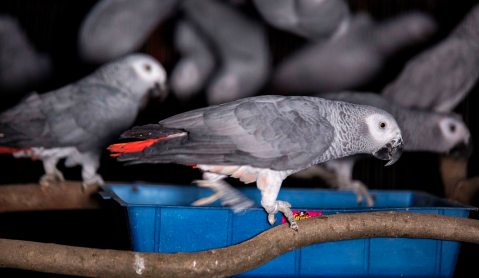 Continental trafficking could signal the last flight for African grey parrots