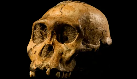 Explainer: Has Africa lost its claim to the earliest human ancestors?