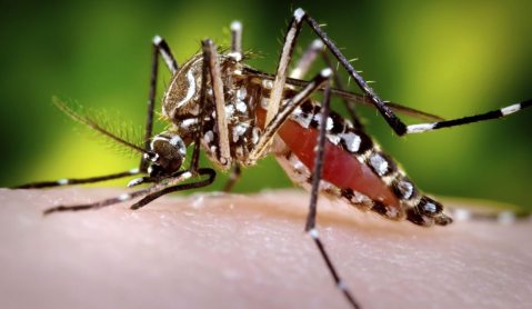Tropical Diseases: South Africa’s treatable but neglected threat
