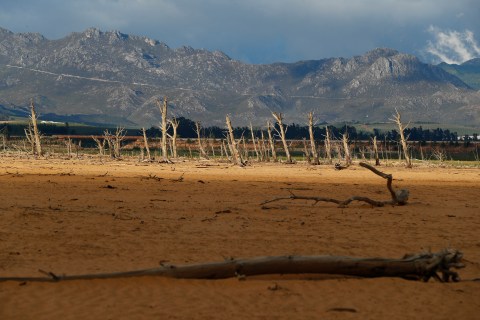Alien trees are a major threat to water supply – so why doesn’t this reflect in Cape Town’s draft budget? 