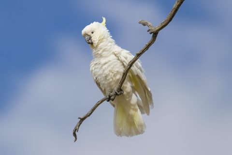 A flying guru and a cockatoo make a little musical magic