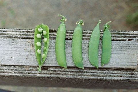 The Mighty Pea is the vegetable du jour