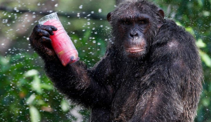 New York lawsuit seeks ‘legal personhood’ for chimpanzees