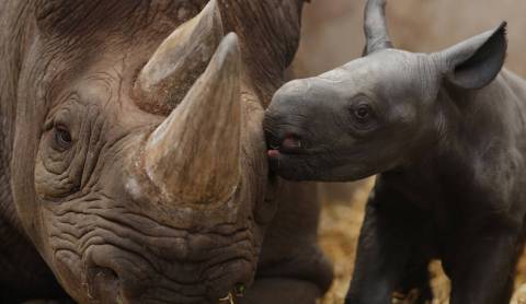 Rhino Poaching: Incidents decrease but officials’ involvement hampers progress