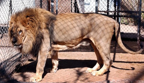 Canned lion hunting: ‘Cruel and barbaric’, says Australia