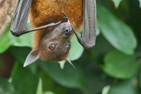 For the first time, ‘raw’ gene material unravels mystery behind bats’ extraordinary ‘superpowers’