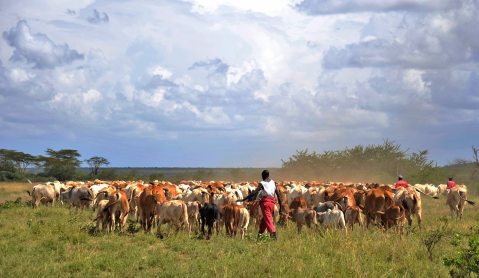 Kenya: Huge cattle invasion overwhelms iconic wildlife reserves