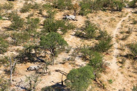 Over 400 Botswana elephants killed in mystery mass die-off