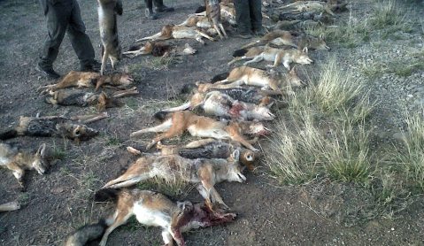 Op-Ed: 573 dead jackals in search of a reason