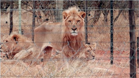 NSPCA heads for court to halt trade in lion skeletons