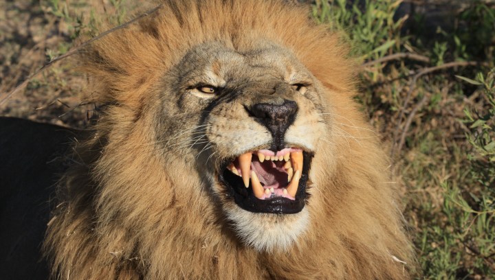 Outrage after Kruger lion baited and shot by trophy hunter in neighbouring reserve