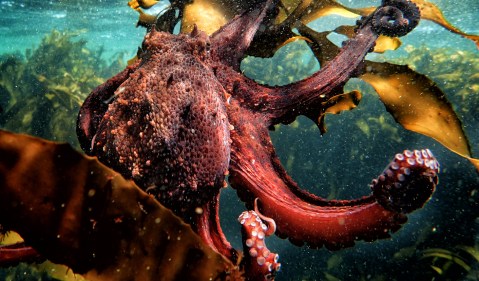 The Morality of Octopus Hunting in False Bay