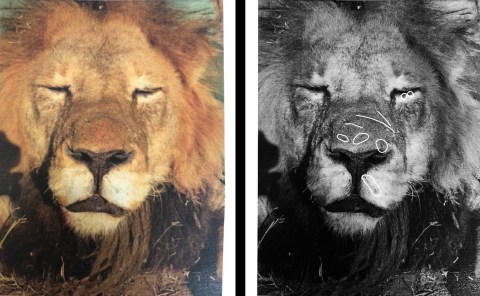 Permitting authority shows Parliament photo of dead lion it claims is not famous pride male – but experts say it is