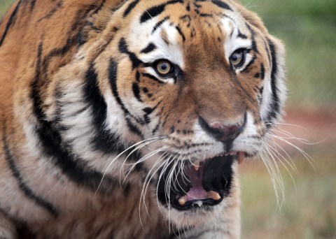Tigers being bred in Gauteng backyards for petting and bone export