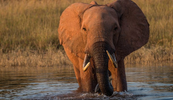 Zimbabwe: Selling elephants to questionable Chinese destinations damages country’s tourism, say critics
