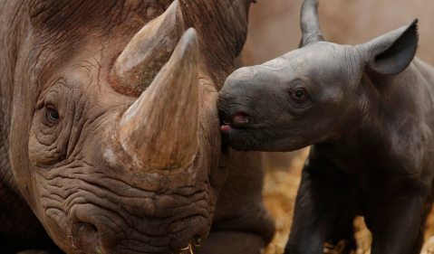Rhino poaching: It’s war!