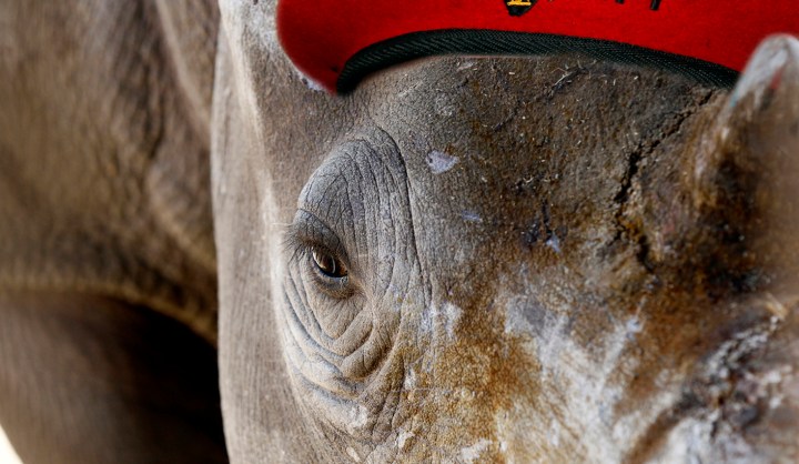 Parliament diary: Revolutionaries and rhinos