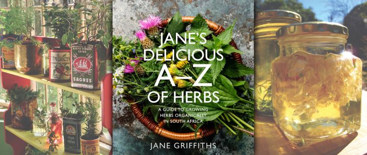 Book Excerpt: Grow, harvest and preserve your own herbs, with or without a backyard patch