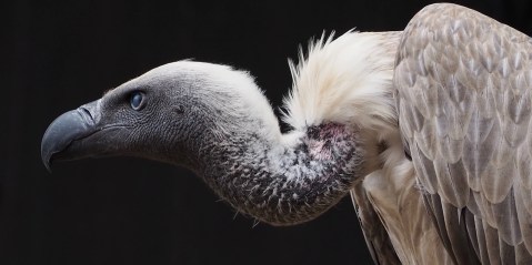 Taking a harder look at vultures and their complex role