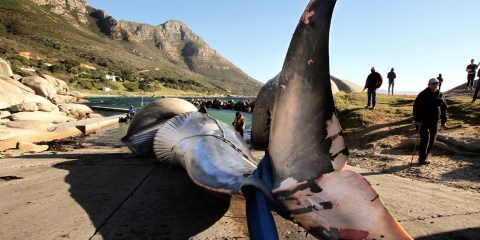 Octopus fishing in False Bay is killing Bryde’s whales, and with them, a magical and unseen kingdom