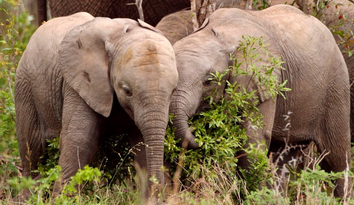 The plight of Zim’s 36 baby elephants