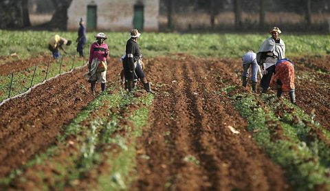 Op-Ed: What’s wrong with our land reform programme – will a commission really help?