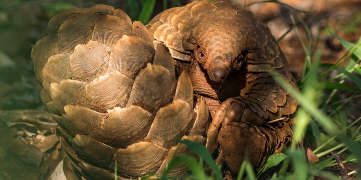 A question of scales: how to protect the African pangolin