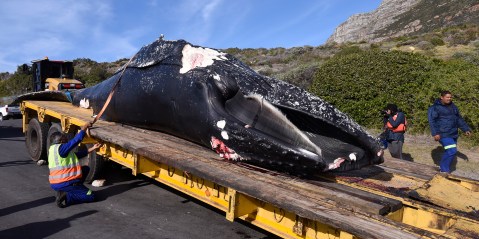 A whale of a controversy erupts as a second whale dies in two weeks