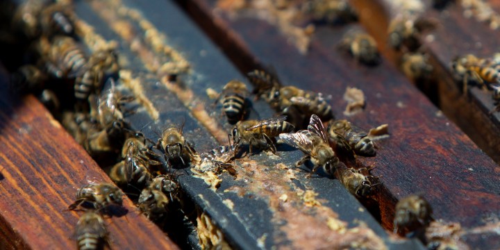 Leave them or rewild them? Survival plan for bees clouded by a swarm of opinion