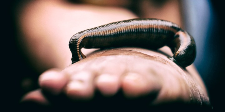 With a little help from leeches, scientists may have found a coronavirus they don’t know. But does it matter?