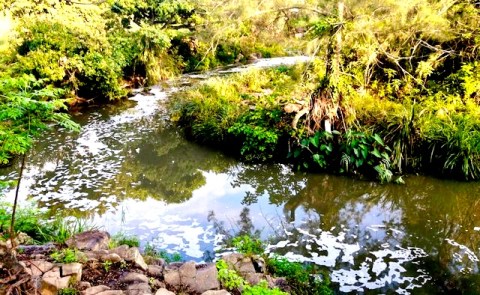 Environmentalists are raising concern over Durban’s polluted Umbilo River