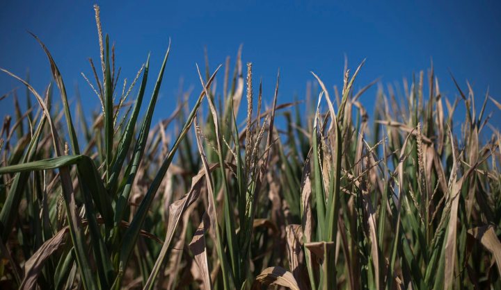 USDA Forecasts Record U.S. Corn And Soy Crops, Lower Prices